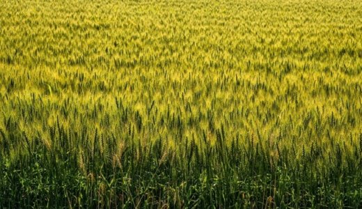 大麦の豊富な栄養でカンジダ菌をやっつけることは出来るのか？