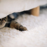 ベッドの下のネコ